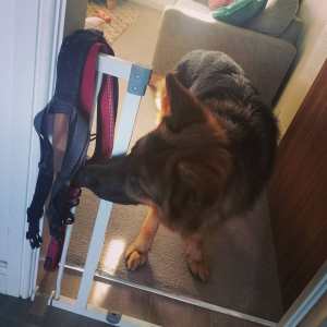 A black and tan German Shepherd is sniffing his harness while stood behind an open baby gate.