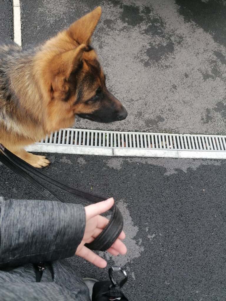 A black and tan German Shepherd is walking on pavements beside a handler. The lead between them is slack.