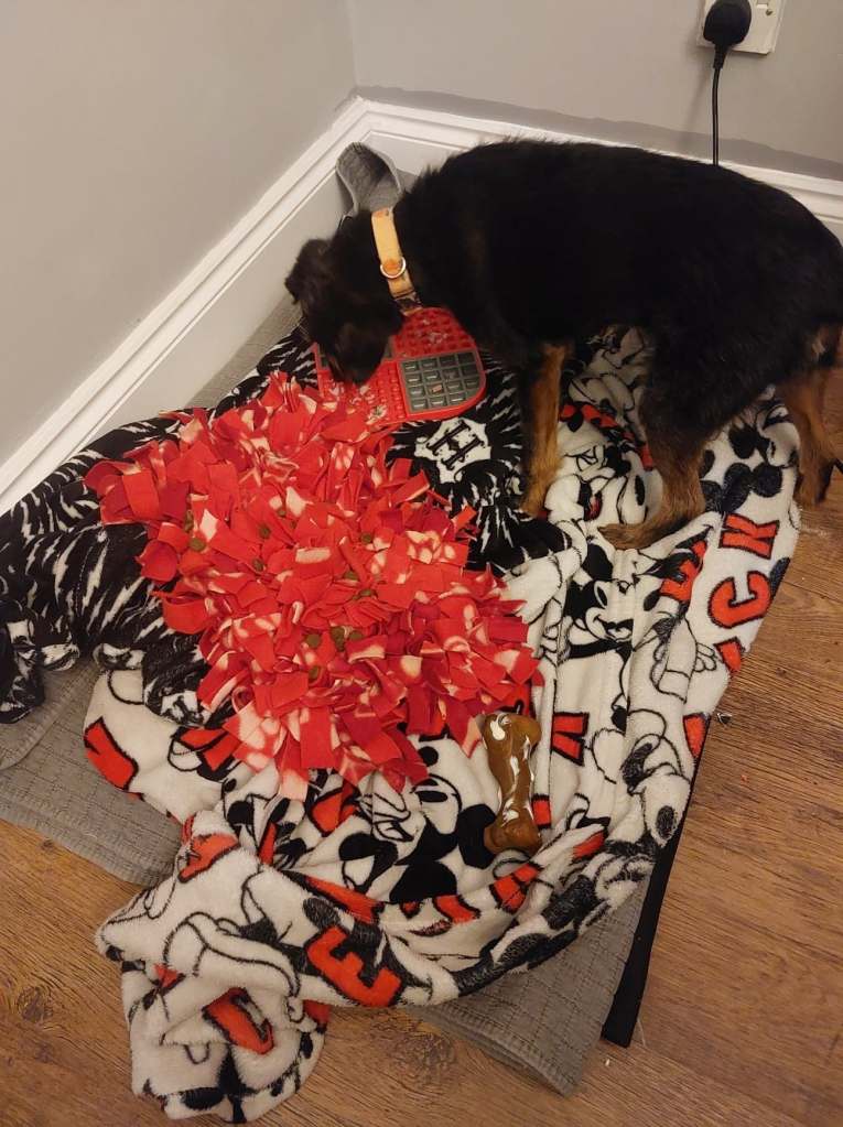 Skeeter eating food from a licky mat on his bed.