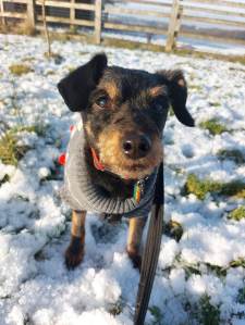 A black and brown dog wearing a grey jumper in the snow.