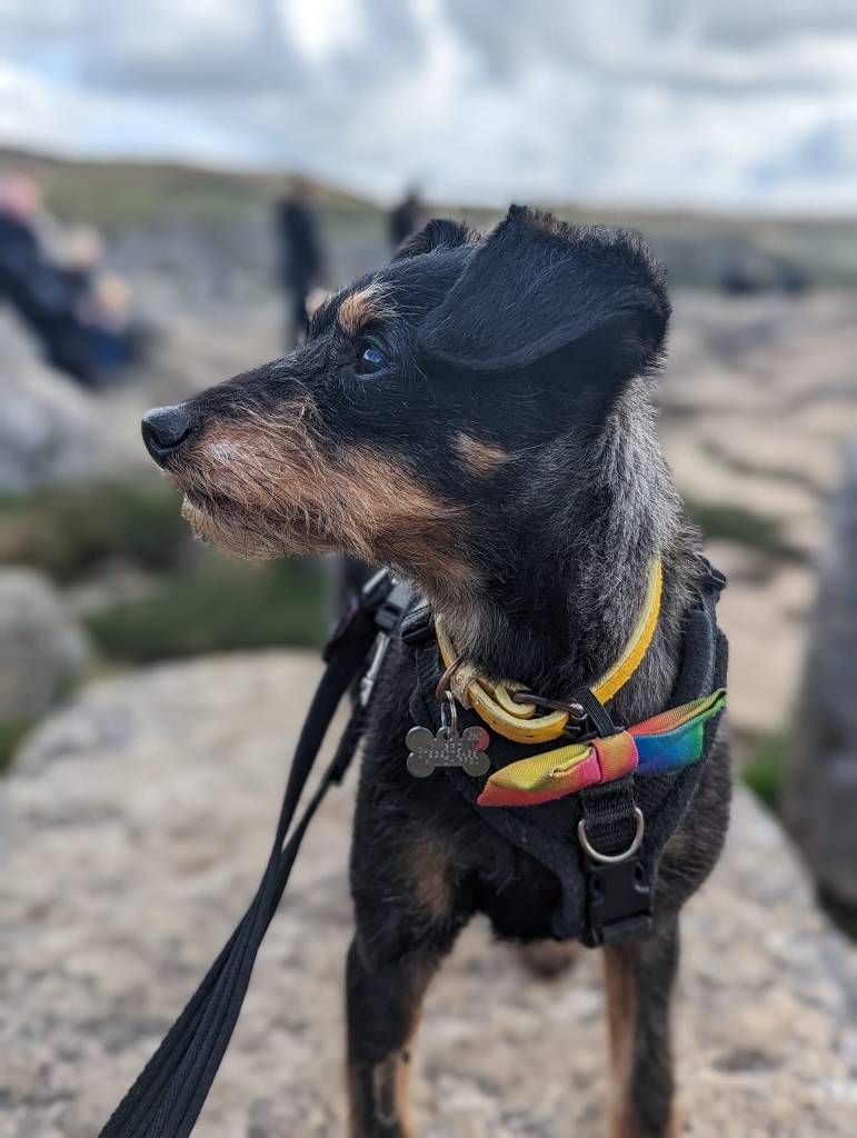 A small, black and tan terrier dog wearing a rainbow bow tie on a yellow collar standing on a rock looking away from the camera