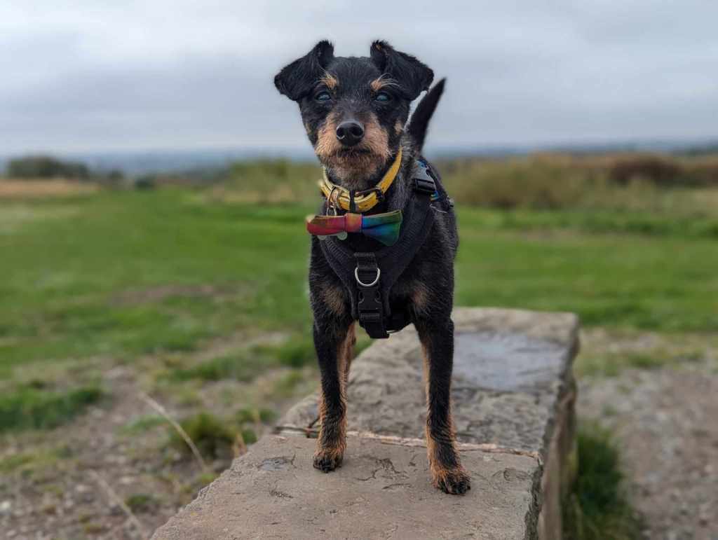 A small black and tan terrier dog wearing a rainbow bow tie on a yellow collar, standing on a stone bench with a view over the country park behind him